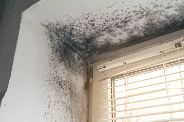 Affordable Mold Cleanup solutions in Lovettsville, VA
